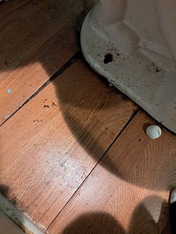 Partial Floor Replacement (Beginning)(Toilet Sinks by about an Inch)